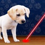 Laser Pointer for Dogs 4.6 APK MOD Unlimited Money