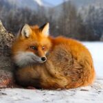 The Fox 1.1.4 APK (MOD, Unlimited Money)