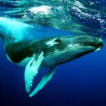 The Humpback Whales 1.0.9 APK MOD Premium