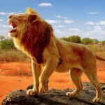 The Lion 1.1.5 APK (MOD, Unlimited Money)