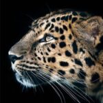 Cheetah Leopard Wallpaper 2.0.0 APK MOD Premium